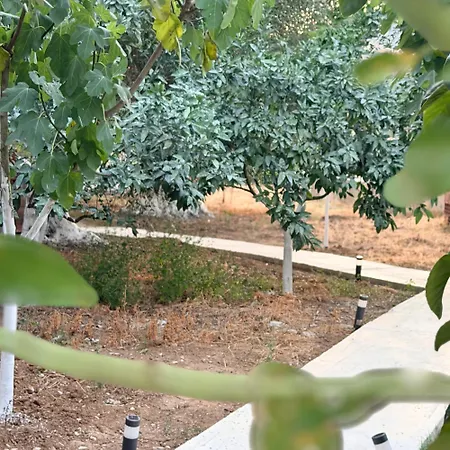 Olive Breeze Himare