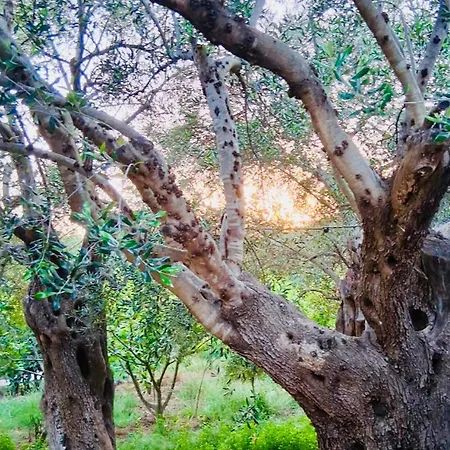 Olive Breeze Appartamento Himare